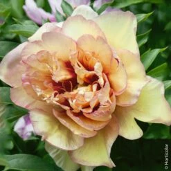 Pivoine Hybride Intersectionnel Ou Paeonia X Itoh ‘Callies Memory’