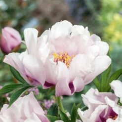 Pivoine Hybride Intersectionnel Ou Paeonia X Itoh ‘Cora Louise’