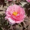 Pivoine Arbustive Ou Paeonia Suffruticosa ‘Yachiyo Tsubaki’ -Garden Supplies Sales Shop 8354 n0114679