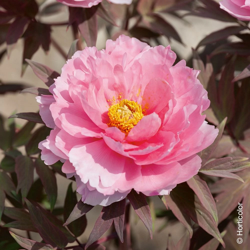 Pivoine Arbustive Ou Paeonia Suffruticosa ‘Yachiyo Tsubaki’ 3 Pivoine Arbustive Ou Paeonia Suffruticosa ‘Yachiyo Tsubaki’