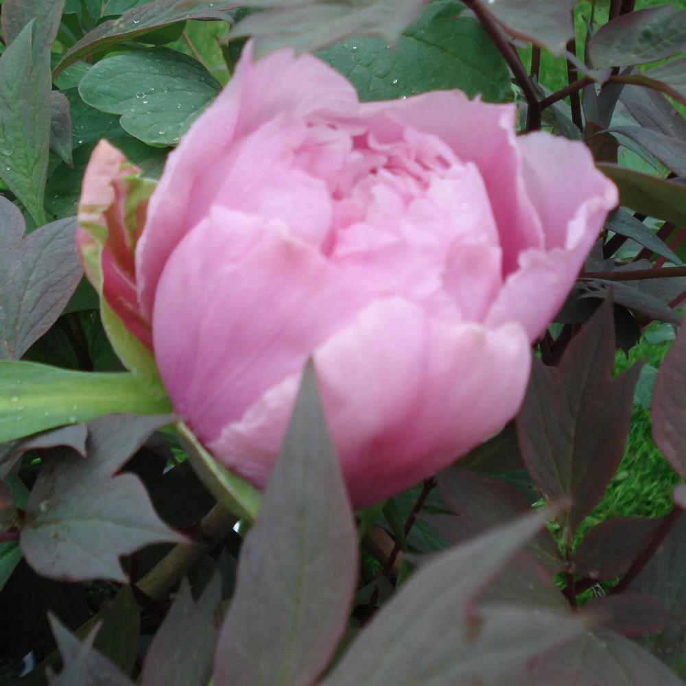 Pivoine Arbustive Ou Paeonia Suffruticosa ‘Yachiyo Tsubaki’ 4 Pivoine Arbustive Ou Paeonia Suffruticosa ‘Yachiyo Tsubaki’ - Image 2