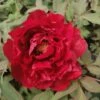 Pivoine Arbustive Ou Paeonia Suffruticosa Houkibeni -Garden Supplies Sales Shop 8355 houkib ni 1000