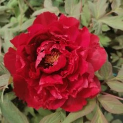 Pivoine Arbustive Ou Paeonia Suffruticosa Houkibeni