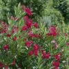 Laurier-rose Ou Nerium Oleander Émile Sahut -Garden Supplies Sales Shop 8357 laurier rose claudia t1000