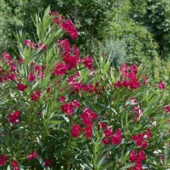 Laurier-rose Ou Nerium Oleander Émile Sahut