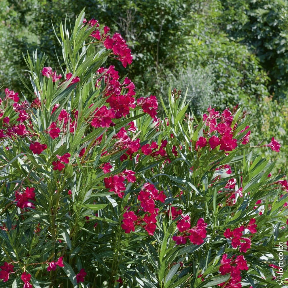 Laurier-rose Ou Nerium Oleander Émile Sahut 3 Laurier-rose Ou Nerium Oleander Émile Sahut