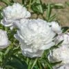 Pivoine Arbustive Blanche Xue Ta 2 Pivoine Arbustive Blanche Xue Ta -Garden Supplies Sales Shop 8359 xue ta shutterstock 1990677326 t1000