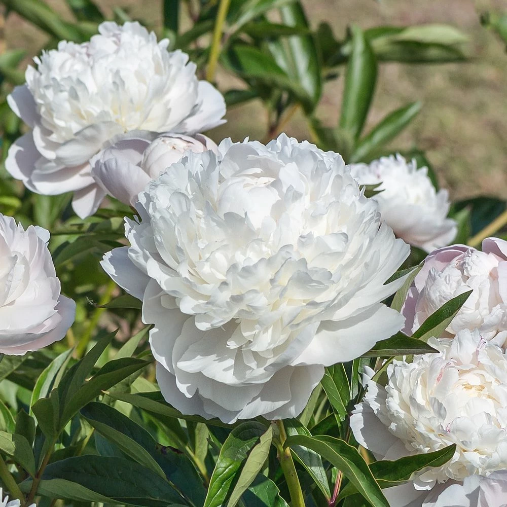 Pivoine Arbustive Blanche Xue Ta 3 Pivoine Arbustive Blanche Xue Ta