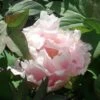 Pivoine Arbustive Rose Kasuga -Garden Supplies Sales Shop 8361 kasuga1 t1000
