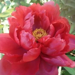 Pivoine Arbustive Rouge Nitgetshu Nishiki