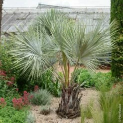 Palmier Brahea Armata Ou Palmer Bleu Du Mexique 7 Palmier Brahea Armata Ou Palmer Bleu Du Mexique -Garden Supplies Sales Shop 8387 palmier brahea armata pl160345