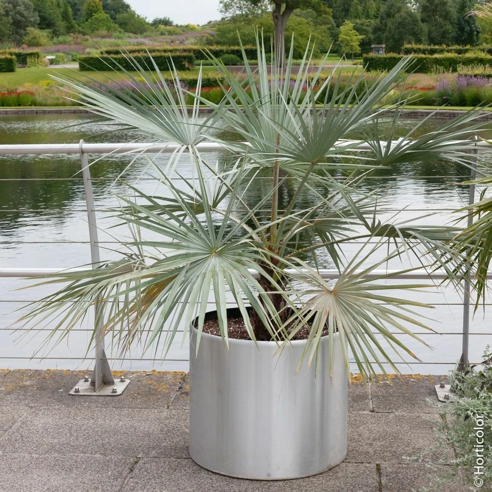 Palmier Brahea Armata Ou Palmer Bleu Du Mexique 4 Palmier Brahea Armata Ou Palmer Bleu Du Mexique - Image 2