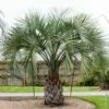 Palmier Butia Capitata Ou Butia Odorata Ou Palmier Abricot -Garden Supplies Sales Shop 8388 palmier butia capitata pm140595