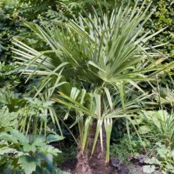 Garden Supplies Sales Shop -Garden Supplies Sales Shop 8389 8390 palmier chamaerops humilis pm153129