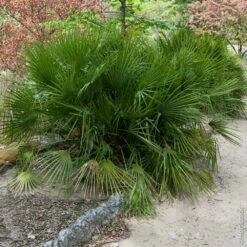 Palmier Chamaerops Humilis ‘Compacta’ Ou Palmier Nain Méditerranéen Compact 7 Palmier Chamaerops Humilis ‘Compacta’ Ou Palmier Nain Méditerranéen Compact -Garden Supplies Sales Shop 8391 8392 palmier chamaerops humilis compacta pl120208