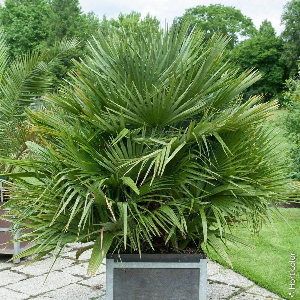 Palmier Chamaerops Humilis ‘Compacta’ Ou Palmier Nain Méditerranéen Compact 4 Palmier Chamaerops Humilis ‘Compacta’ Ou Palmier Nain Méditerranéen Compact - Image 2
