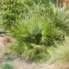 Palmier Chamaerops Humilis ‘Compacta’ Ou Palmier Nain Méditerranéen Compact -Garden Supplies Sales Shop 8391 8392 palmier chamaerops humilis compacta tg140186