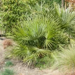 Palmier Chamaerops Humilis ‘Compacta’ Ou Palmier Nain Méditerranéen Compact