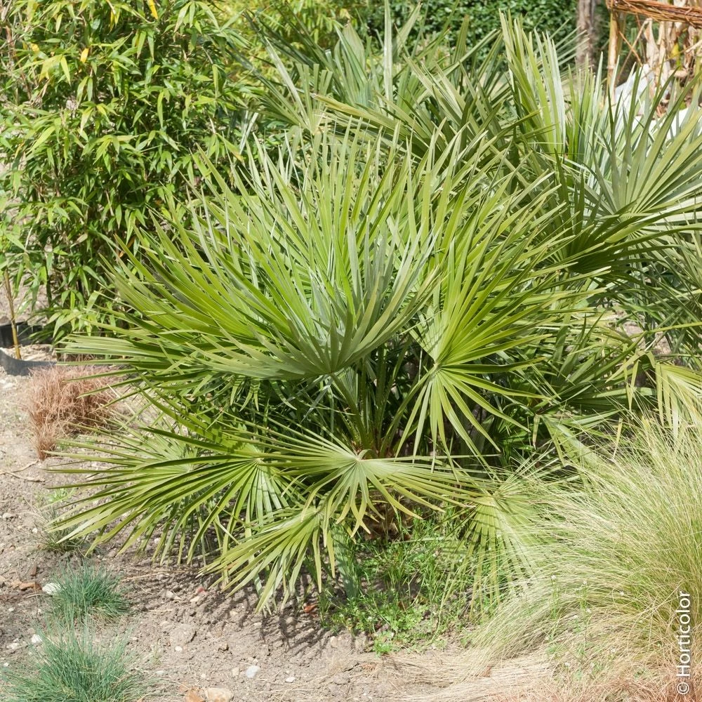 Palmier Chamaerops Humilis ‘Compacta’ Ou Palmier Nain Méditerranéen Compact 3 Palmier Chamaerops Humilis ‘Compacta’ Ou Palmier Nain Méditerranéen Compact