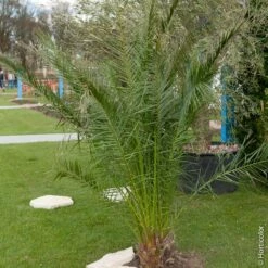 Garden Supplies Sales Shop -Garden Supplies Sales Shop 8394 palmier phoenix canariensis pm121035