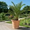 Palmier Phoenix Canariensis Ou Palmier D’Hyères Ou Dattier Des Canaries -Garden Supplies Sales Shop 8394 palmier phoenix canariensis pm152639
