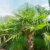 Palmier Trachycarpus Fortunei Ou Trachycarpus Excelsa -Garden Supplies Sales Shop 8395 8396 8397 palmier trachycarpus fortunei pm133984