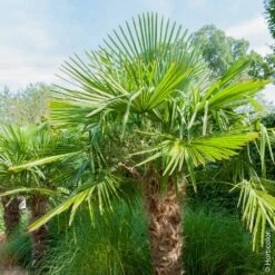 Palmier Trachycarpus Fortunei Ou Trachycarpus Excelsa