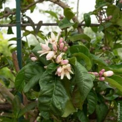 Cédratier Main De Bouddha Ou Citrus Medica Digitata -Garden Supplies Sales Shop 8398 main de buddha pl160964