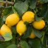 Citronnier Des 4 Saisons Ou Citrus Limon -Garden Supplies Sales Shop 8399 citronnier des 4 saisons pl150451