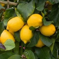 Citronnier Des 4 Saisons Ou Citrus Limon