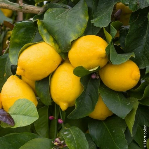Citronnier Des 4 Saisons Ou Citrus Limon -Garden Supplies Sales Shop 8399 citronnier des 4 saisons pl150451