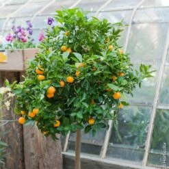 Calamondin, Citrus Madurensis, Citrofortunella Mitis -Garden Supplies Sales Shop 8400 calamondin pm120890