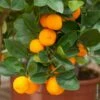 Calamondin, Citrus Madurensis, Citrofortunella Mitis -Garden Supplies Sales Shop 8400 calamondin tg131047