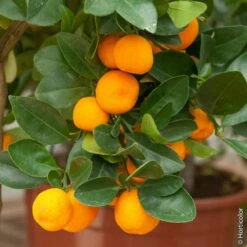 Calamondin, Citrus Madurensis, Citrofortunella Mitis