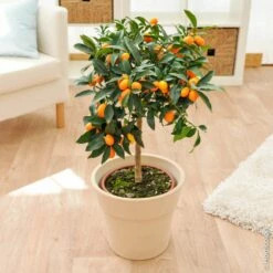 Kumquat Ou Fortunella Margarita 7 Kumquat Ou Fortunella Margarita -Garden Supplies Sales Shop 8401 kumquat pl120219