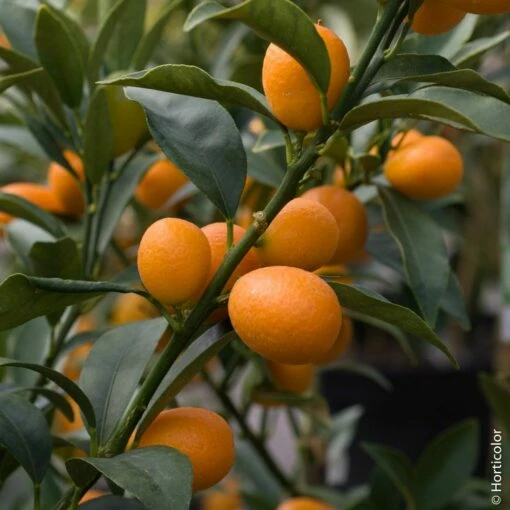 Kumquat Ou Fortunella Margarita -Garden Supplies Sales Shop 8401 kumquat pm090526