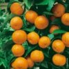 Mandarinier Ou Citrus Deliciosa Ou C. Reticulata -Garden Supplies Sales Shop 8402 mandarinier n0700330