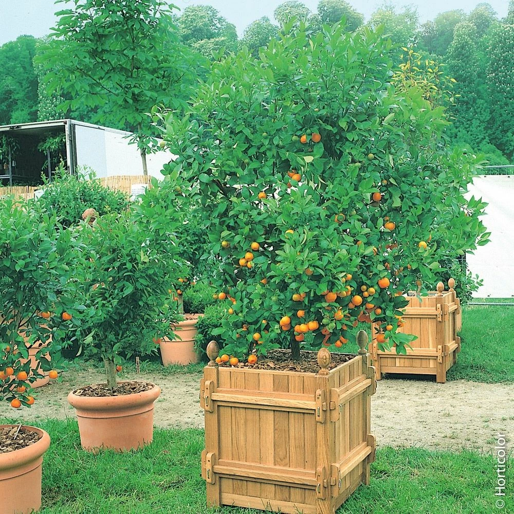 Mandarinier Ou Citrus Deliciosa Ou C. Reticulata 4 Mandarinier Ou Citrus Deliciosa Ou C. Reticulata - Image 2