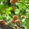 Oranger Ou Citrus Sinensis 2 Oranger Ou Citrus Sinensis -Garden Supplies Sales Shop 8403 oranger pl101691