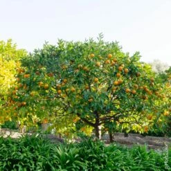 Oranger Ou Citrus Sinensis -Garden Supplies Sales Shop 8403 oranger pm150863