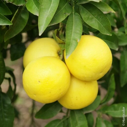 Pamplemousse Pomelo Ou Citrus Paradisi -Garden Supplies Sales Shop 8404 pamplemousse jcs090008