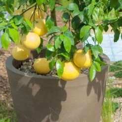 Pamplemousse Pomelo Ou Citrus Paradisi -Garden Supplies Sales Shop 8404 pamplemousse pl130111