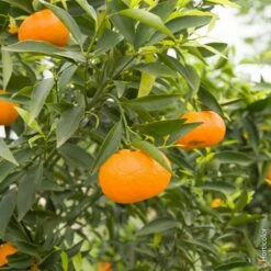 Mandarinier Satsuma Ou Citrus Unshiu