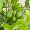 Citronnier Vert Lime Ou Citrus Aurantifolia 1 Citronnier Vert Lime Ou Citrus Aurantifolia -Garden Supplies Sales Shop 8406 citronnier vert jcs120201