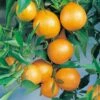 Clémentinier Ou Citrus Clementina 1 Clémentinier Ou Citrus Clementina -Garden Supplies Sales Shop 8408 lementinier 17 91 51 000