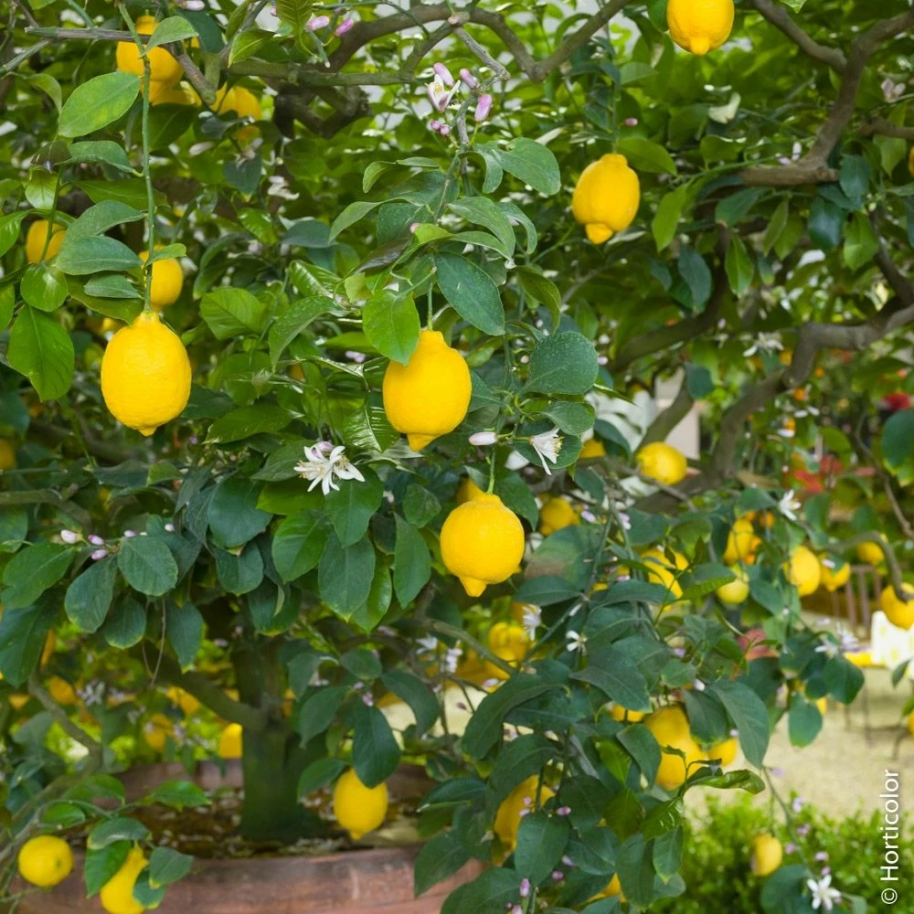 Citronnier Meyer Ou Citrus Limon Meyer 4 Citronnier Meyer Ou Citrus Limon Meyer - Image 2