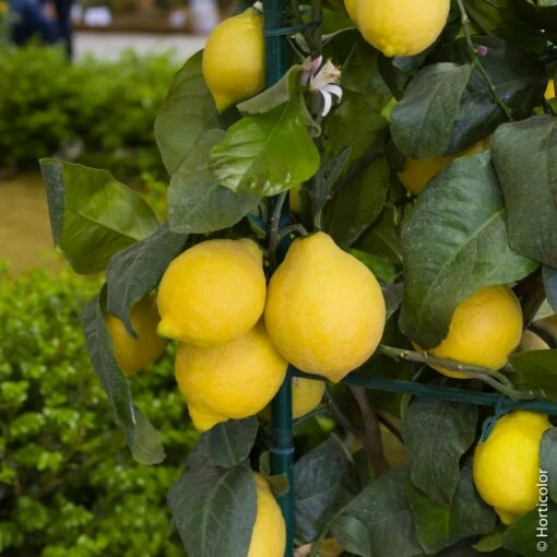 Citronnier Meyer Ou Citrus Limon Meyer -Garden Supplies Sales Shop 8409 citronnier meyer pl150483