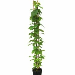 Clématite Ou Clematis X ‘Multiblue’ -Garden Supplies Sales Shop 8433 8434 8435 8436 8437cl matite c3l t1000 3