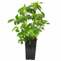 Framboisier Sumo 2 (remontant) -Garden Supplies Sales Shop 8445 8446 8447 8448 8449framboisier c3l t1000 3