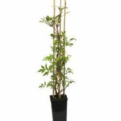 Bignone Ou Campsis X Tagliabuana 'Madame Galen' -Garden Supplies Sales Shop 8455 campsis madame gallen c3l t1000